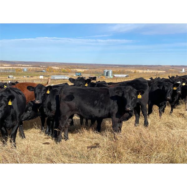 BS Squared - 850# Heifers - 105 Head (Paradise Hill, SK)