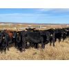 Image 1 : BS Squared - 850# Heifers - 105 Head (Paradise Hill, SK)