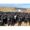 Image 2 : BS Squared - 850# Heifers - 105 Head (Paradise Hill, SK)