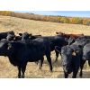 Image 4 : BS Squared - 850# Heifers - 105 Head (Paradise Hill, SK)