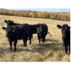 Image 5 : BS Squared - 850# Heifers - 105 Head (Paradise Hill, SK)