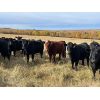 Image 7 : BS Squared - 850# Heifers - 105 Head (Paradise Hill, SK)