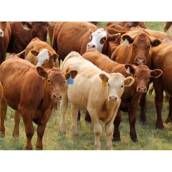 Devin & Christine Pinkney - 575# Steer Calves - 100 Head (Swift Current, SK)