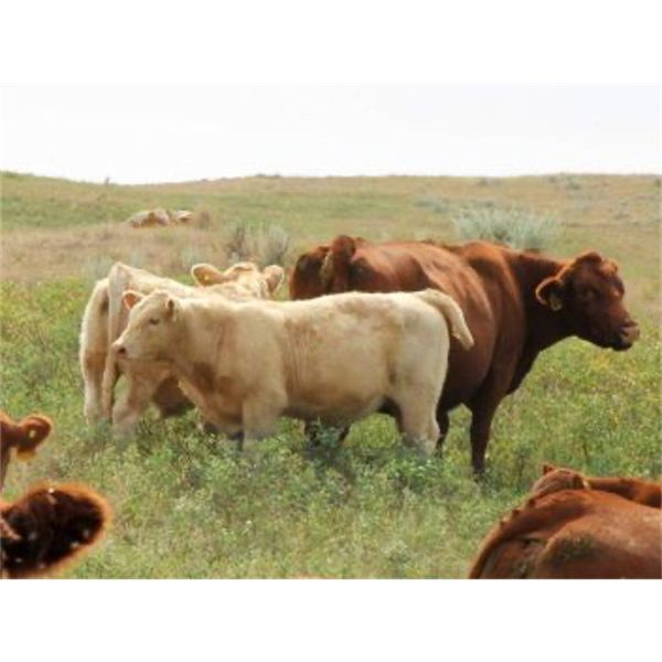 Devin & Christine Pinkney - 560# Heifer Calves - 40 Head (Swift Current, SK)