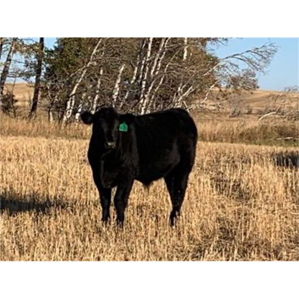 Conner Ogilvie - 590# Steer Calves - 65 Head (Conquest, SK)