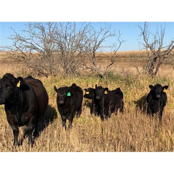 Conner Ogilvie - 550# Heifer Calves - 70 Head (Conquest, SK)
