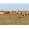 Image 12 : Ross L Seven Ranch - 850# Heifers - 170 Head (Estevan, SK)