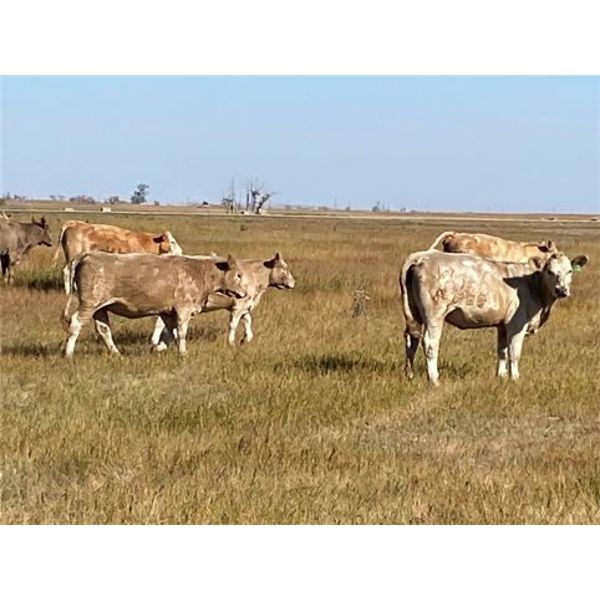 Ross L Seven Ranch - 850# Heifers - 170 Head (Estevan, SK)