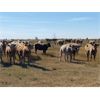 Image 4 : Ross L Seven Ranch - 850# Heifers - 170 Head (Estevan, SK)