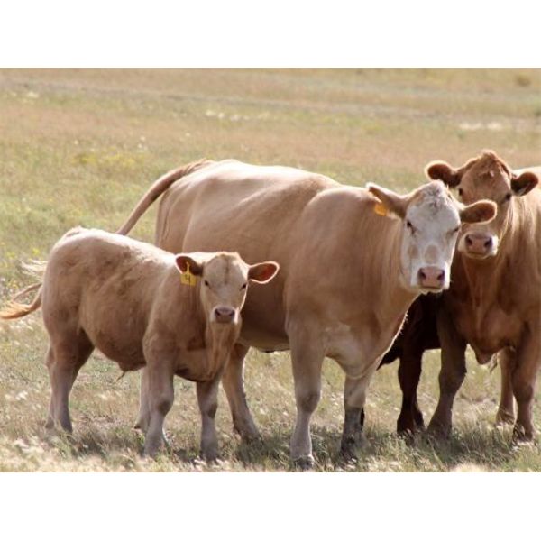 David & Kathy Ulm - 575# Steer Calves - 90 Head (Hazenmore, SK)