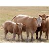 Image 1 : David & Kathy Ulm - 575# Steer Calves - 90 Head (Hazenmore, SK)