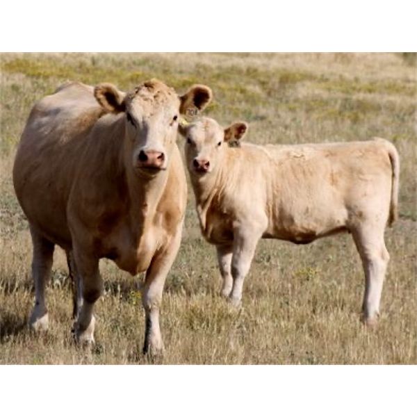 David & Kathy Ulm - 550# Heifer Calves - 90 Head (Hazenmore, SK)