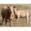 Image 1 : David & Kathy Ulm - 550# Heifer Calves - 90 Head (Hazenmore, SK)