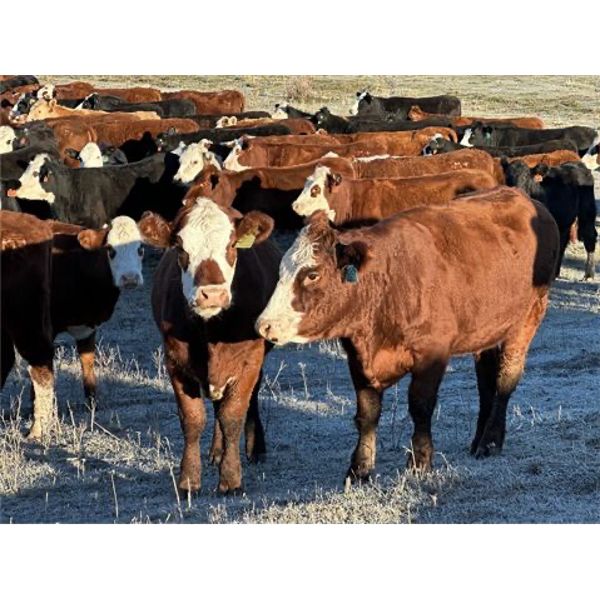 Mannle Farms - 825# Heifers - 156 Head (Lestock, SK)