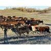 Image 2 : Mannle Farms - 825# Heifers - 156 Head (Lestock, SK)
