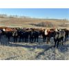 Image 3 : Mannle Farms - 825# Heifers - 156 Head (Lestock, SK)