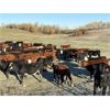 Image 6 : Mannle Farms - 825# Heifers - 156 Head (Lestock, SK)