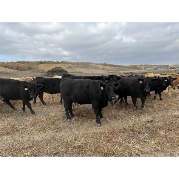 Les Jack - 935# Heifers - 112 Head (Rocanville, SK)