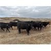 Image 1 : Les Jack - 935# Heifers - 112 Head (Rocanville, SK)