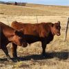 Image 12 : Schwartz Land & Livestock - 625# Steer Calves - 85 Head (Hodgeville, SK)