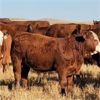 Image 2 : Schwartz Land & Livestock - 625# Steer Calves - 85 Head (Hodgeville, SK)