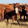 Image 3 : Schwartz Land & Livestock - 625# Steer Calves - 85 Head (Hodgeville, SK)