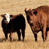 Image 4 : Schwartz Land & Livestock - 625# Steer Calves - 85 Head (Hodgeville, SK)