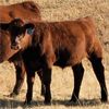 Image 5 : Schwartz Land & Livestock - 625# Steer Calves - 85 Head (Hodgeville, SK)
