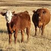 Image 9 : Schwartz Land & Livestock - 625# Steer Calves - 85 Head (Hodgeville, SK)
