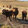Image 10 : Schwartz Land & Livestock - 540# Steer Calves - 85 Head (Hodgeville, SK)