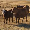 Image 11 : Schwartz Land & Livestock - 540# Steer Calves - 85 Head (Hodgeville, SK)