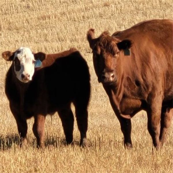 Schwartz Land & Livestock - 540# Steer Calves - 85 Head (Hodgeville, SK)