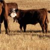 Image 3 : Schwartz Land & Livestock - 540# Steer Calves - 85 Head (Hodgeville, SK)