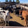 Image 1 : Idaho Dairies/Ranches - 19 Cows/Heifers (Burley, ID)