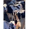 Image 3 : Idaho Dairies/Ranches - 19 Cows/Heifers (Burley, ID)