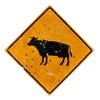 Image 1 : Ray Benson's Shot - Up Cow Sign