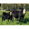 Image 1 : Dallas & Amanda Fitchett - 560# Steer Calves - 100 Head (Quesnel, BC)