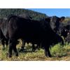 Image 5 : Dallas & Amanda Fitchett - 560# Steer Calves - 100 Head (Quesnel, BC)