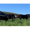 Image 6 : Dallas & Amanda Fitchett - 560# Steer Calves - 100 Head (Quesnel, BC)