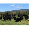 Image 7 : Dallas & Amanda Fitchett - 560# Steer Calves - 100 Head (Quesnel, BC)
