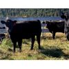 Image 1 : Dallas & Amanda Fitchett - 525# Heifer Calves - 80 Head (Quesnel, BC)