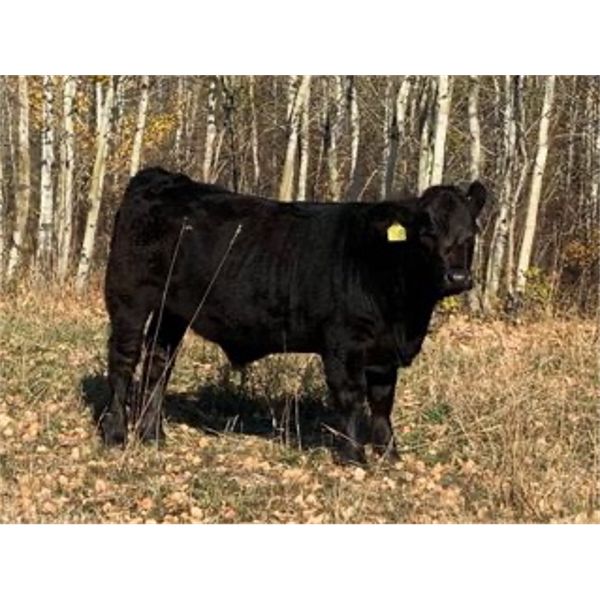 Owen Salisbury - 700# Steer Calves - 85 Head (Norquay, SK)