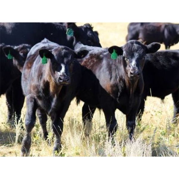 Vredegoor Ranch - 490# Steer Calves - 220 Head (Handhills, AB)