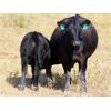 Image 6 : Vredegoor Ranch - 490# Steer Calves - 220 Head (Handhills, AB)
