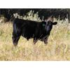 Image 7 : Vredegoor Ranch - 490# Steer Calves - 220 Head (Handhills, AB)