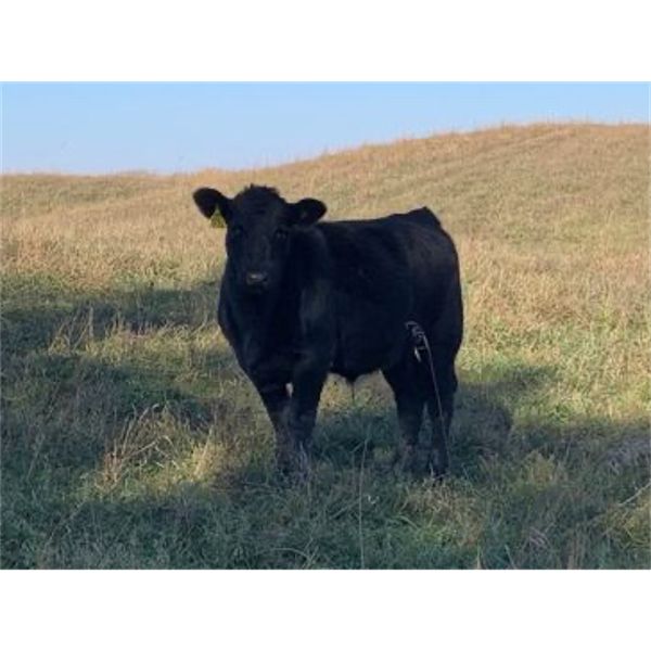 Owen Salisbury - 575# Steer Calves - 40 Head (Norquay, SK)