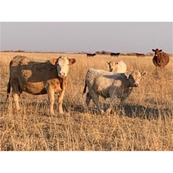 Ringstead Ranch Ltd. - 525# Steer Calves - 185 Head (Drake, SK)