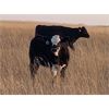 Image 3 : Ringstead Ranch Ltd. - 525# Steer Calves - 185 Head (Drake, SK)