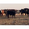 Image 5 : Ringstead Ranch Ltd. - 525# Steer Calves - 185 Head (Drake, SK)