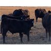 Image 7 : Ringstead Ranch Ltd. - 525# Steer Calves - 185 Head (Drake, SK)